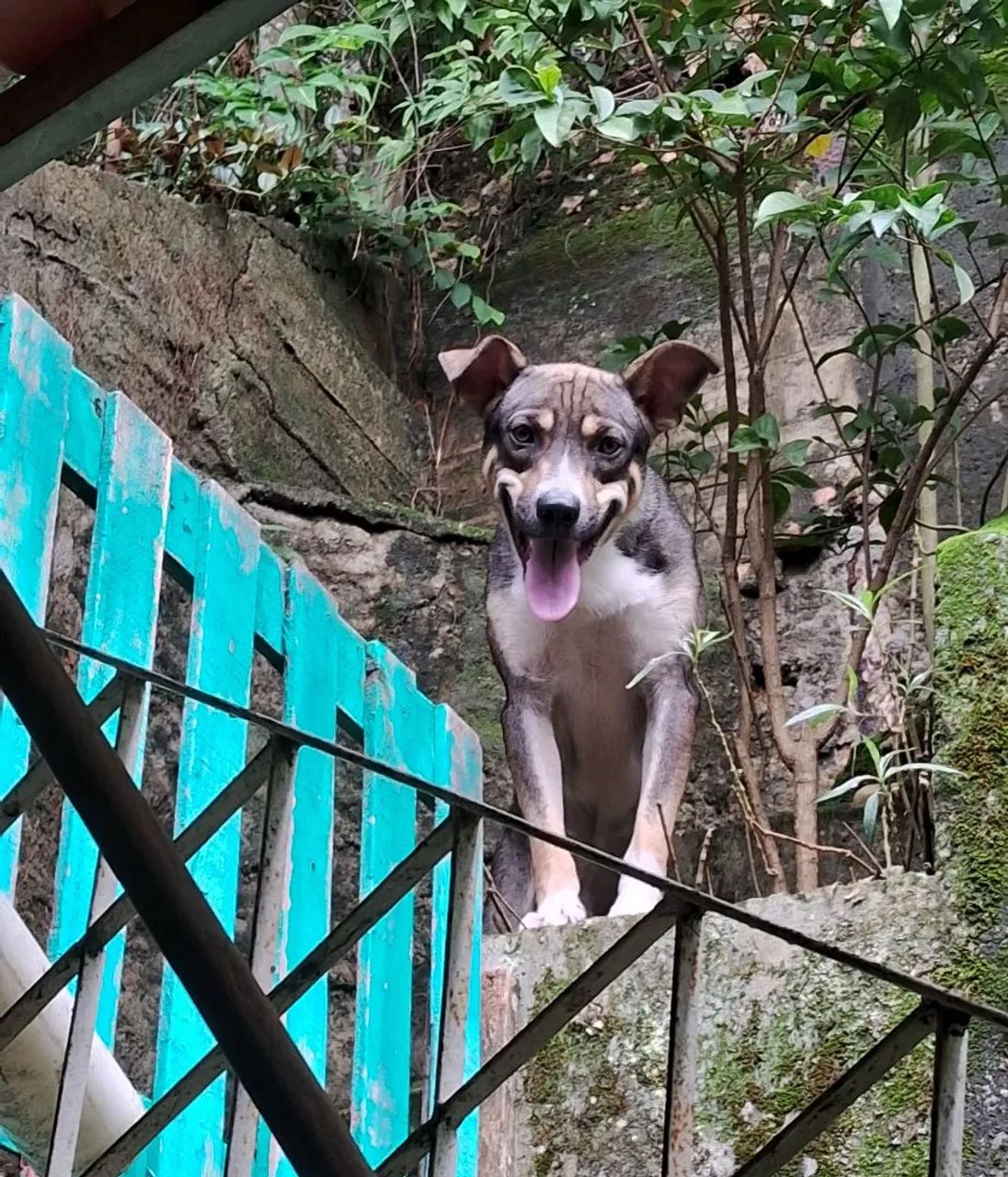 Doação de cachorro SRD macho  - Foto 3