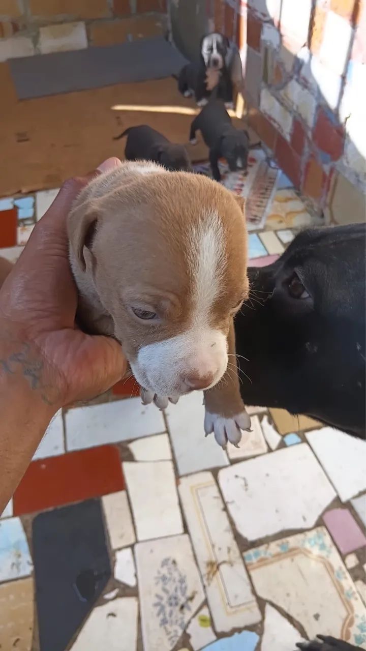 Pitbul American Bully 