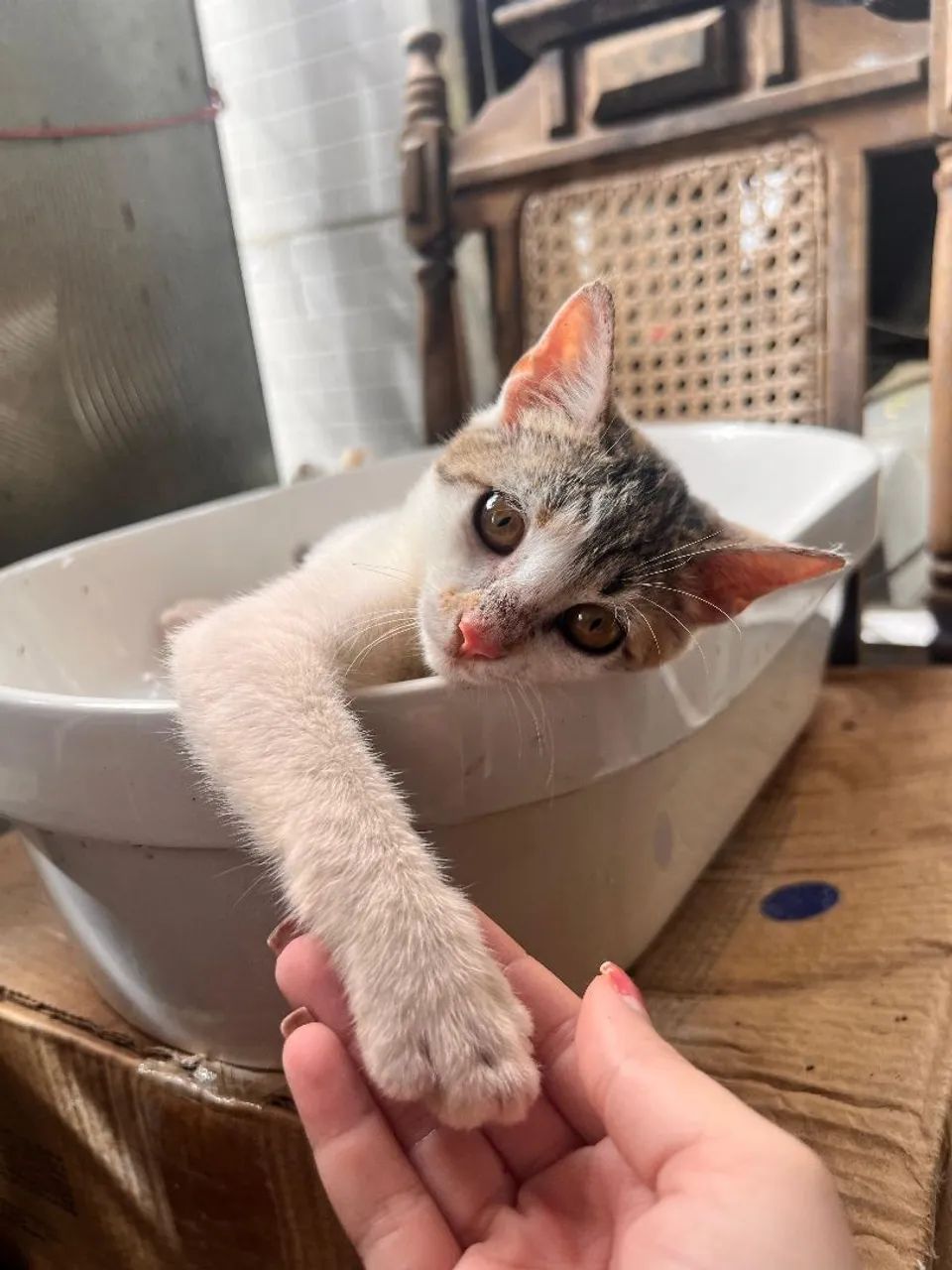 Adoção/ doação responsável  - Foto 4