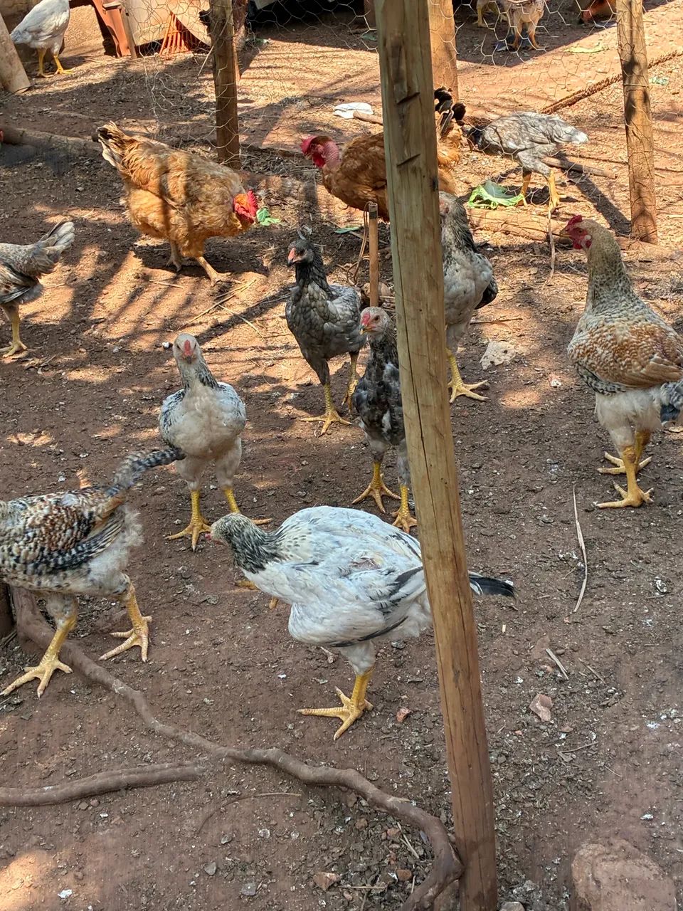 Galinhas - Foto 4