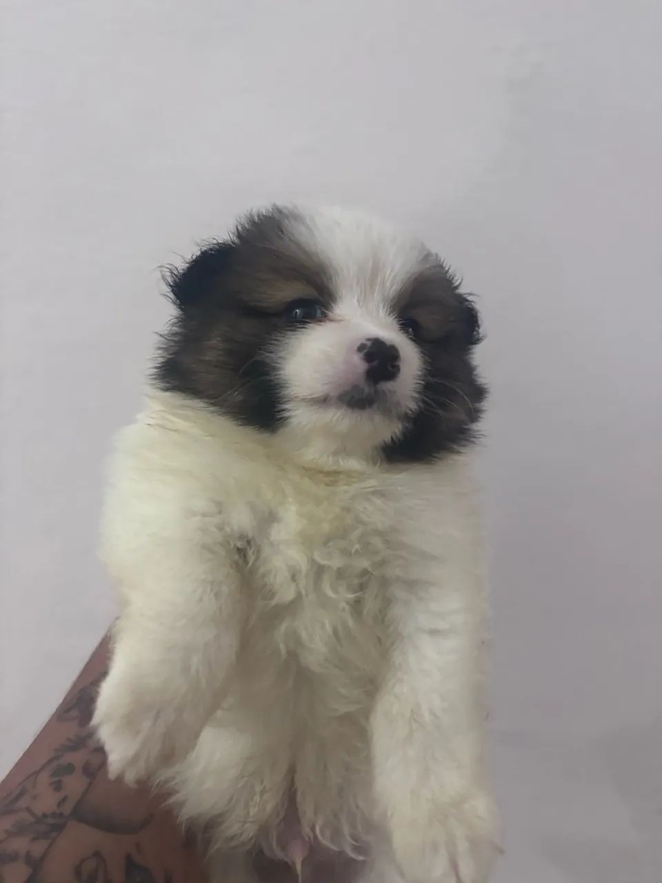 Spitz macho