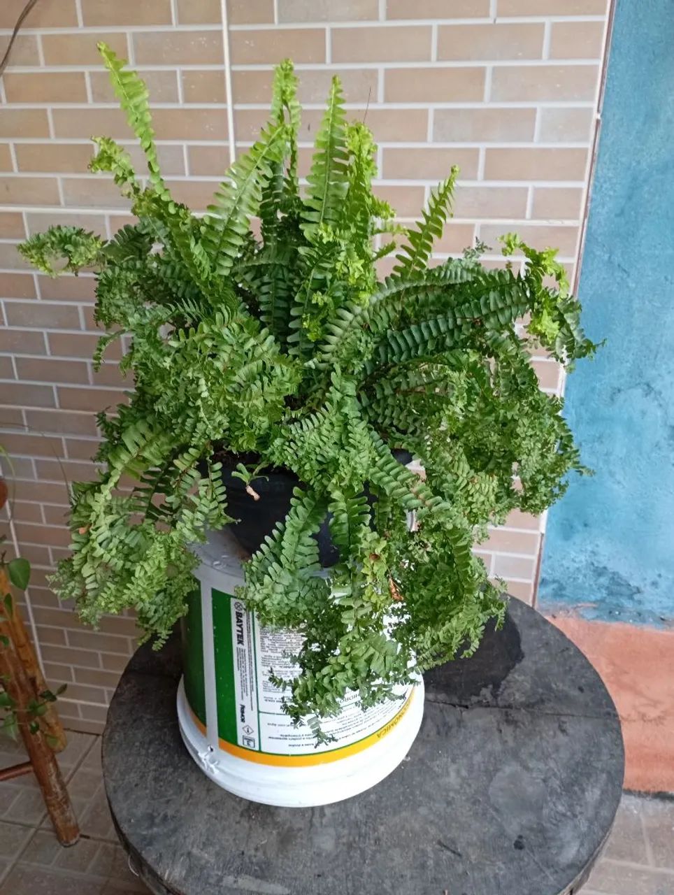 Plantas e sementes  - Foto 4