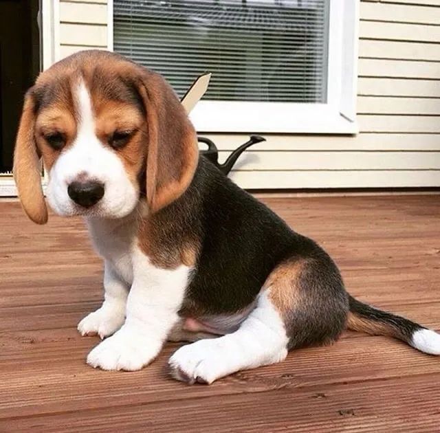 Lindos Filhotes de beagle 