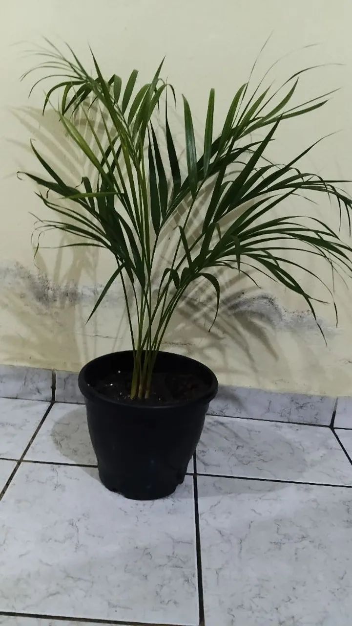Plantas de vasos - Foto 4
