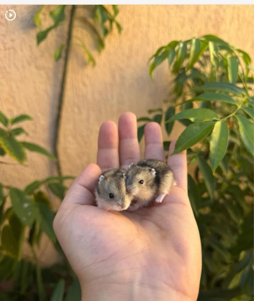 Hamster  - Foto 4