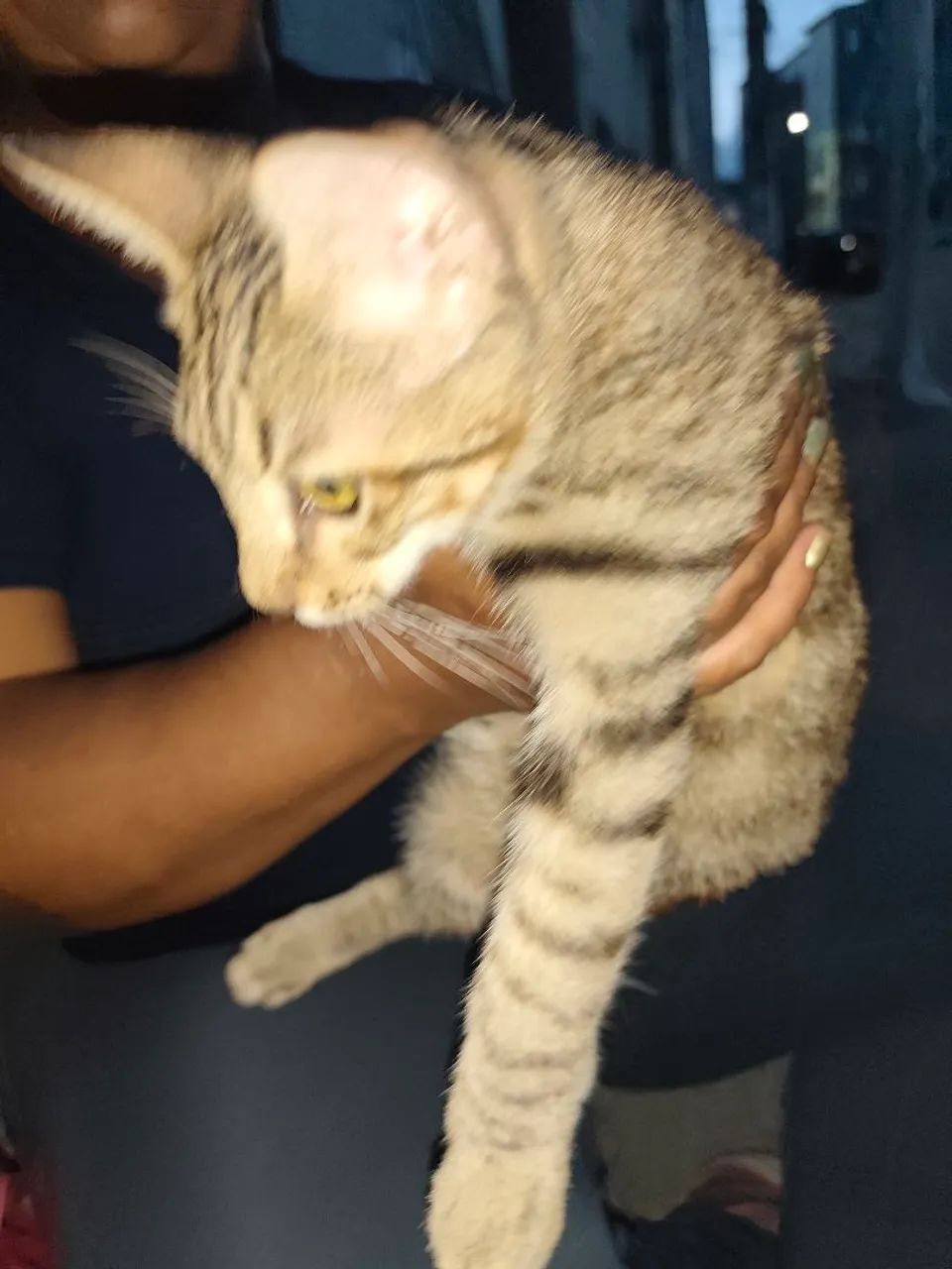 gato dócil para doação  - Foto 2