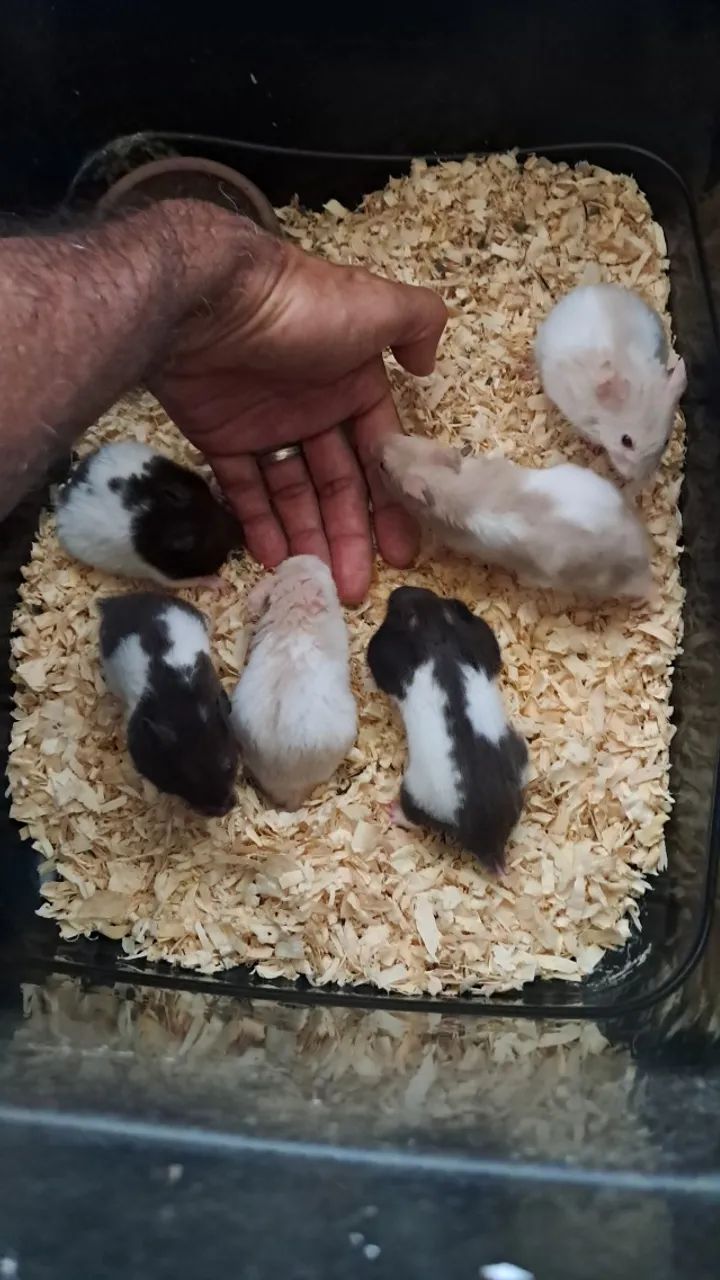 Hamster Sírio - Um pequeno companheiro para grandes momentos!