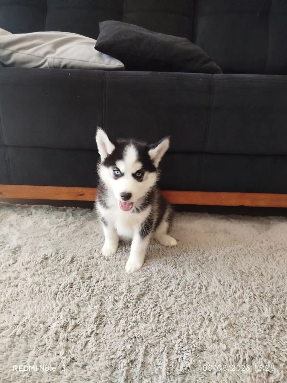 Husky Siberiano  - Foto 4