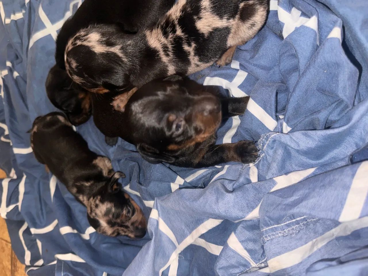 Cachorros salsichas  - Foto 4