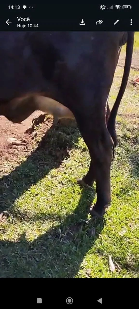 Vaca de leite  - Foto 2