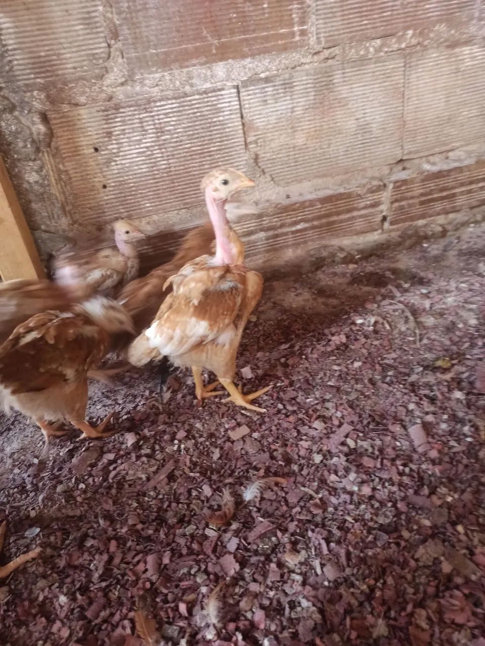 Vendo 32 pitinhos label rouge  - Foto 6