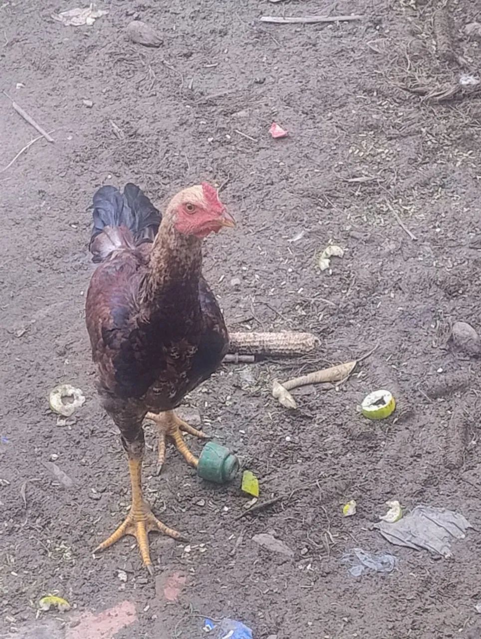 Vende-se um frango macho 