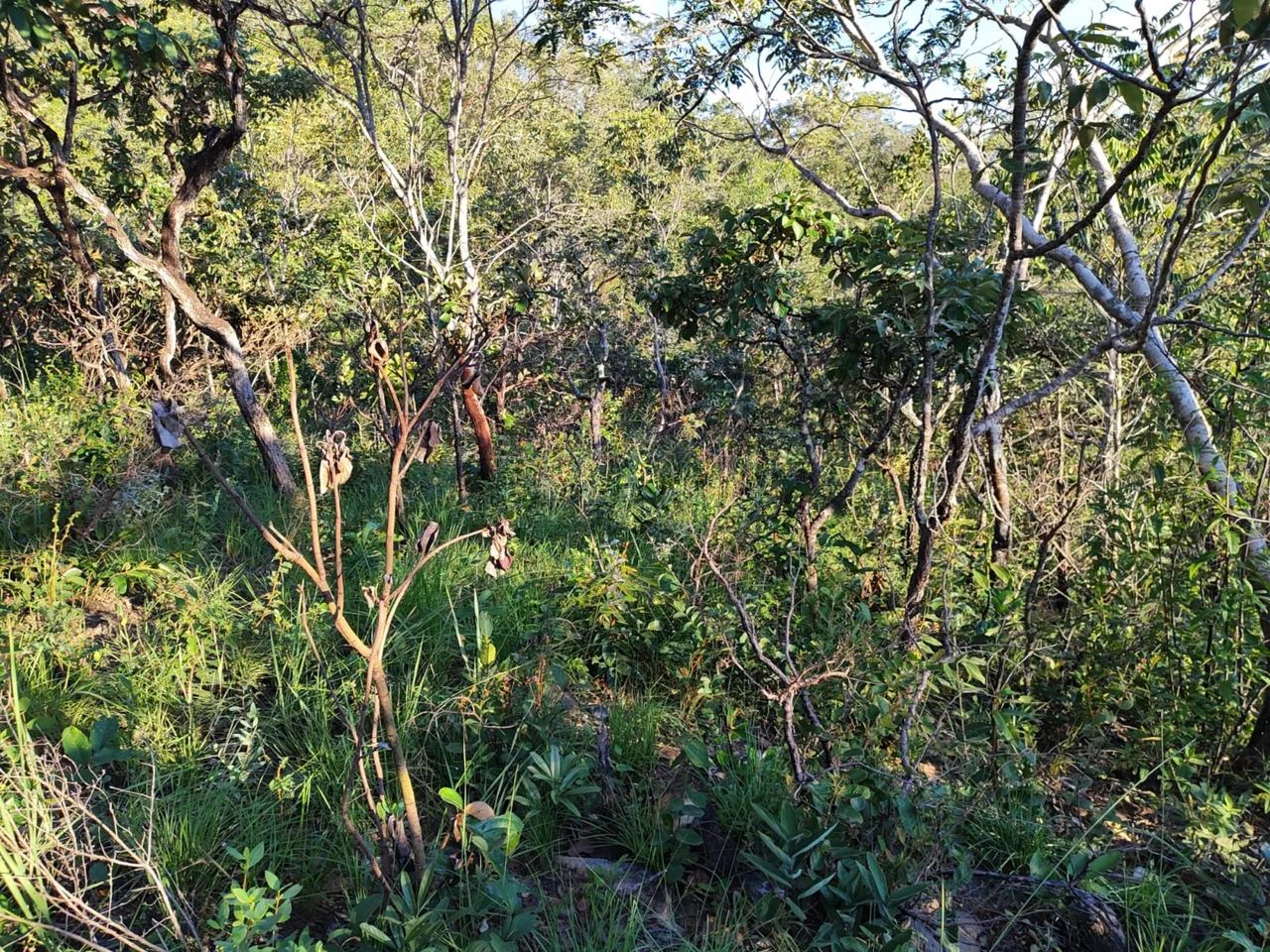 Venda - Foto 2