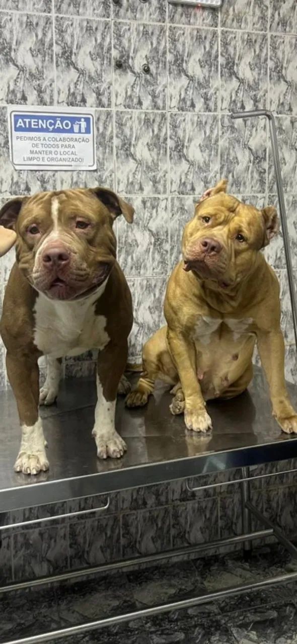 Pit monster  4 meses  R$2000  - Foto 3