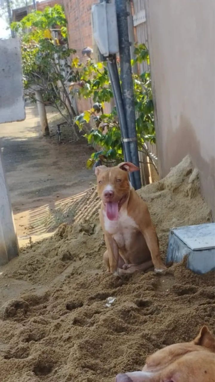 Vendo ou troco em pitmonster fêmea  - Foto 3