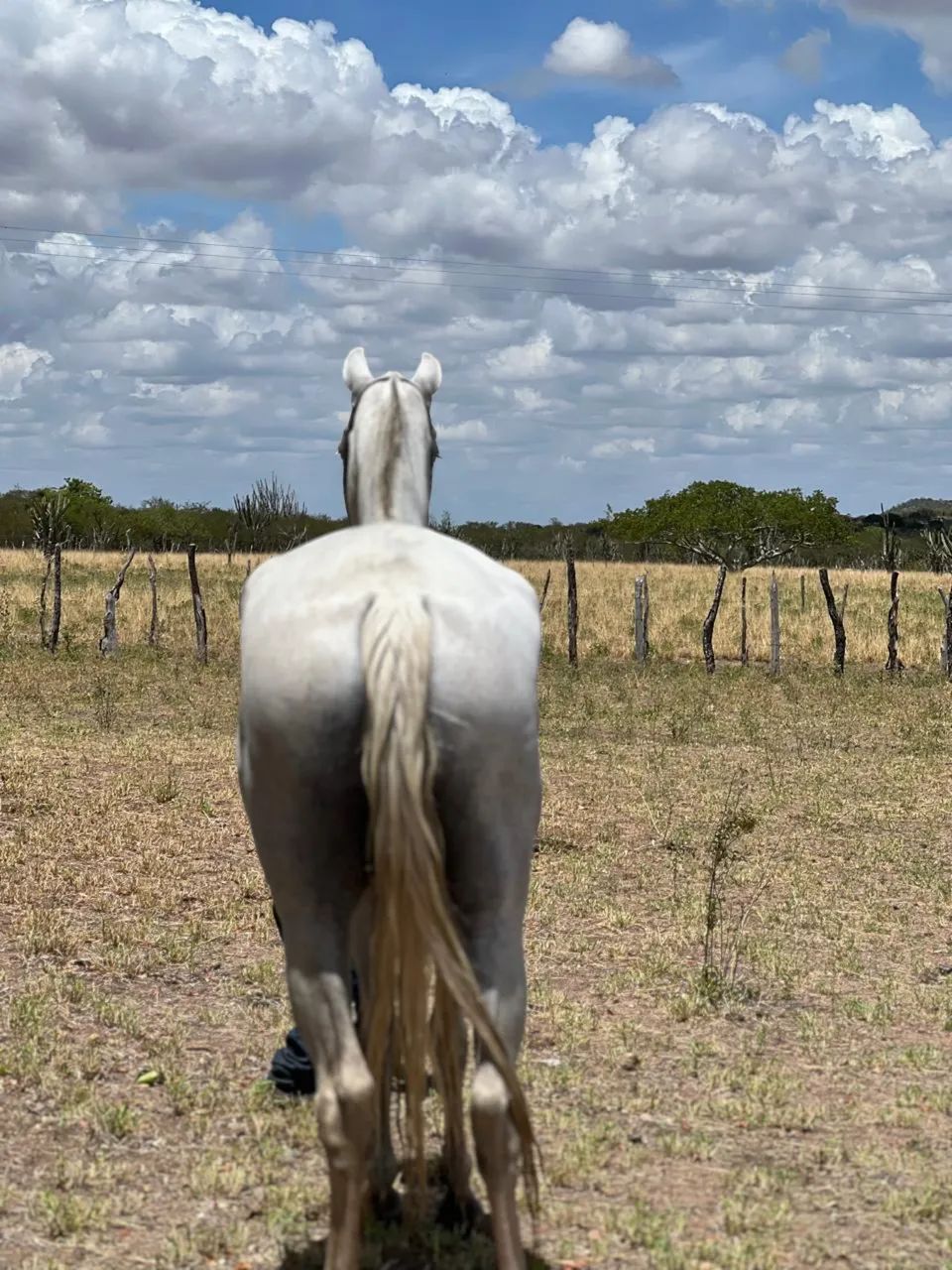 Égua Marcha Picada - Foto 2