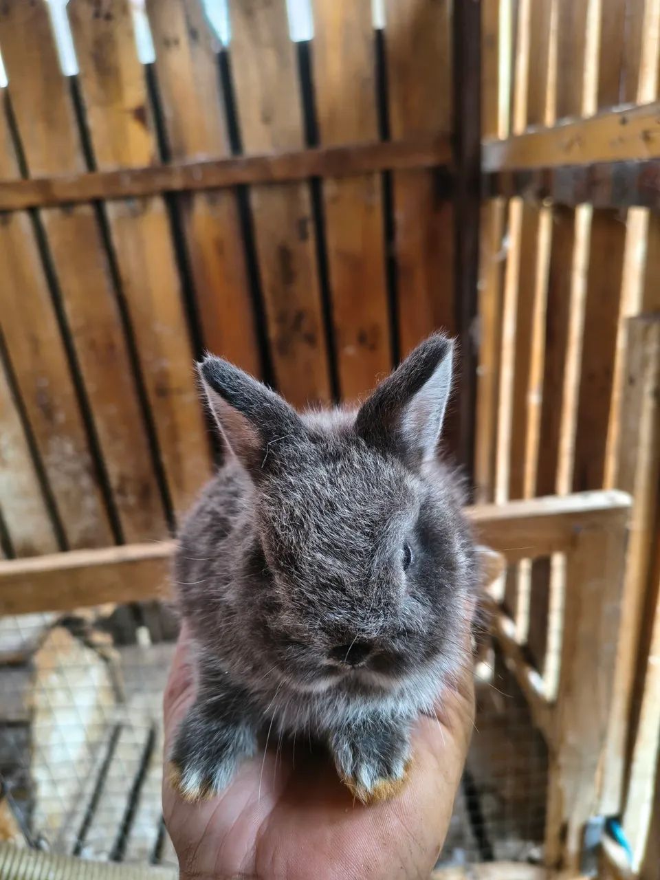 Mine coelho - Foto 3