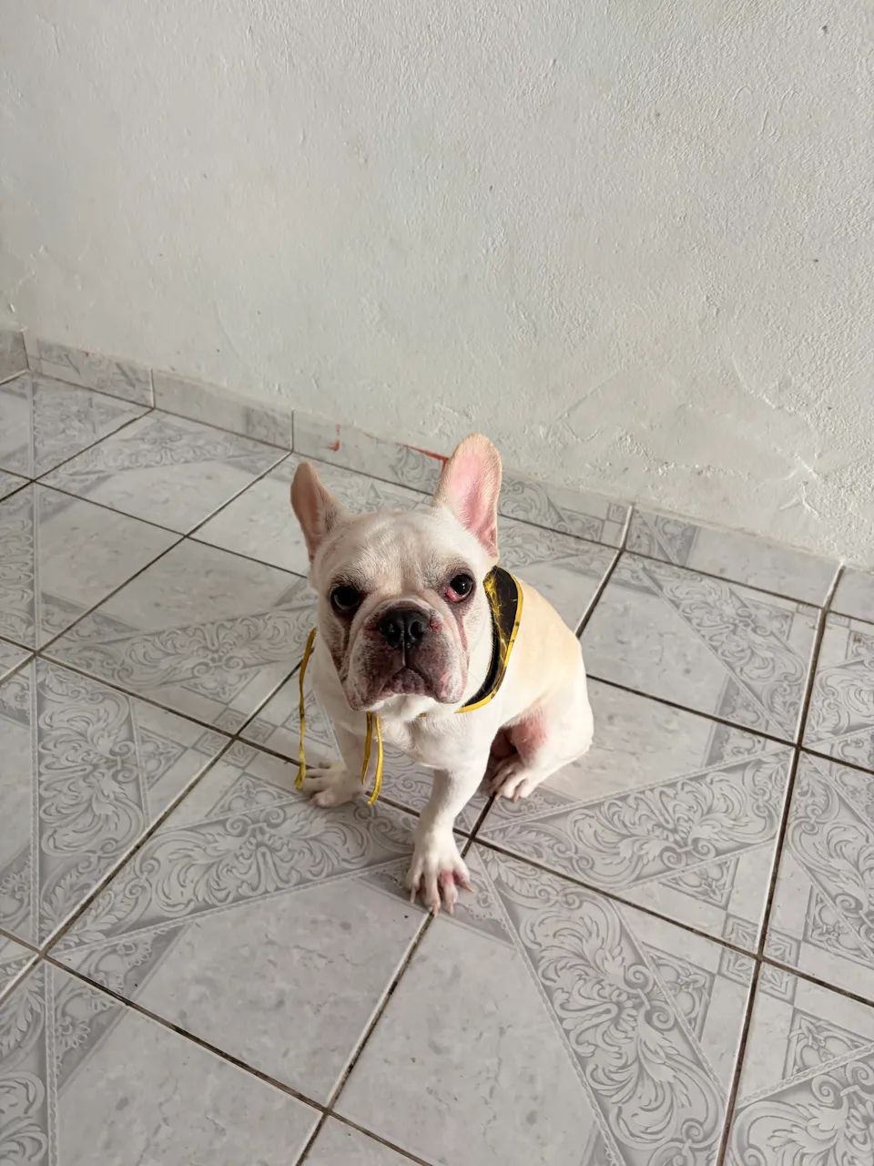 Buldogue francês 