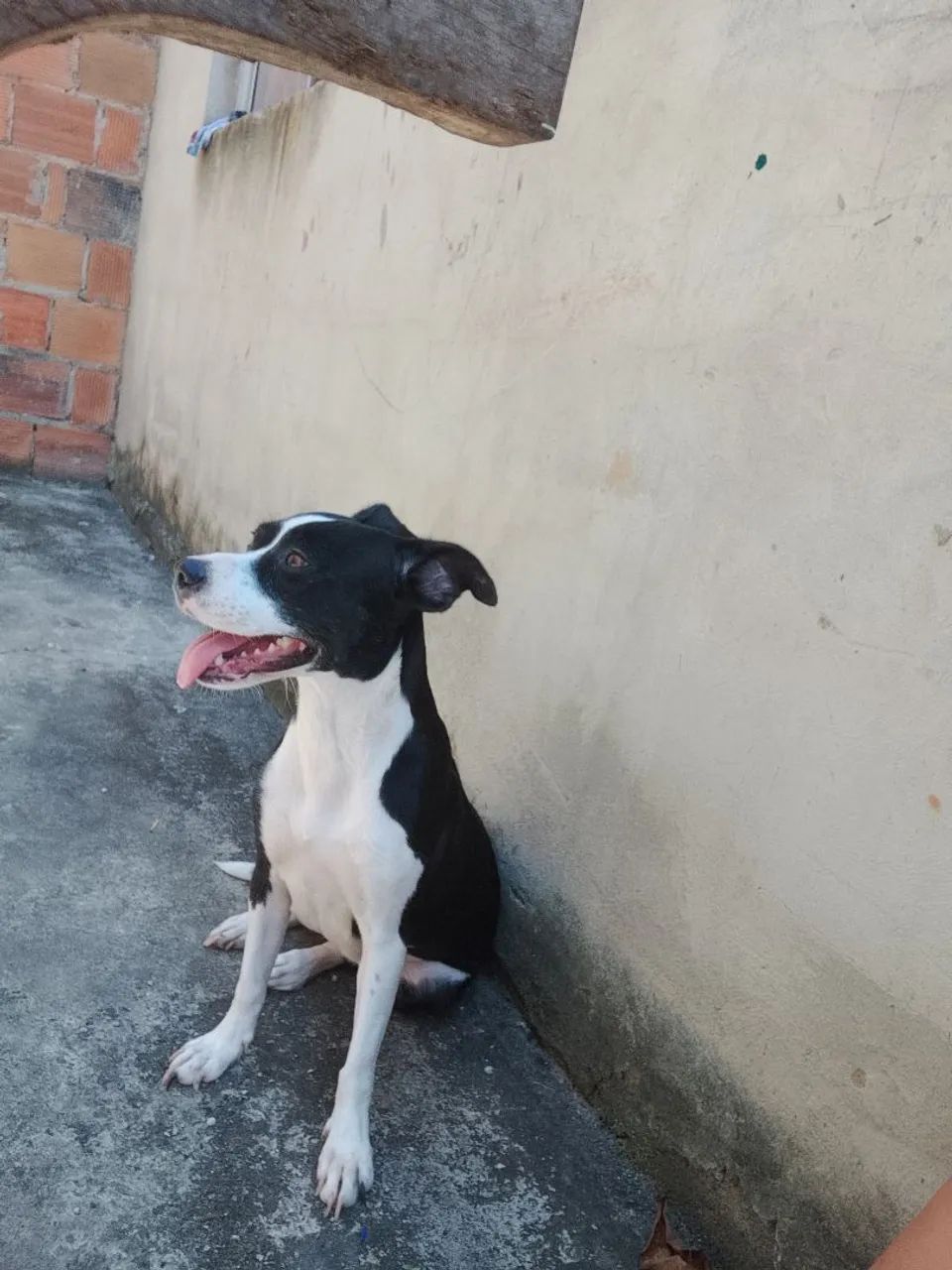 Doação de cachorra - Foto 3