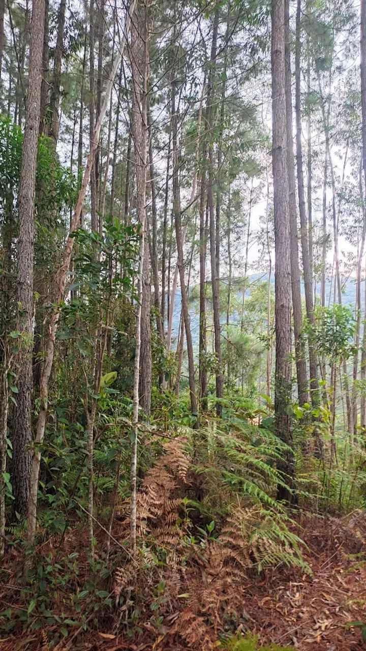 ? SÍTIO À VENDA COM PLANTAÇÃO DE EUCALIPTO | ÓTIMA OPORTUNIDADE - Foto 3