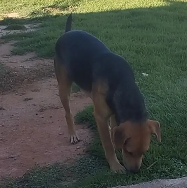 Doando Cachorro - Foto 3