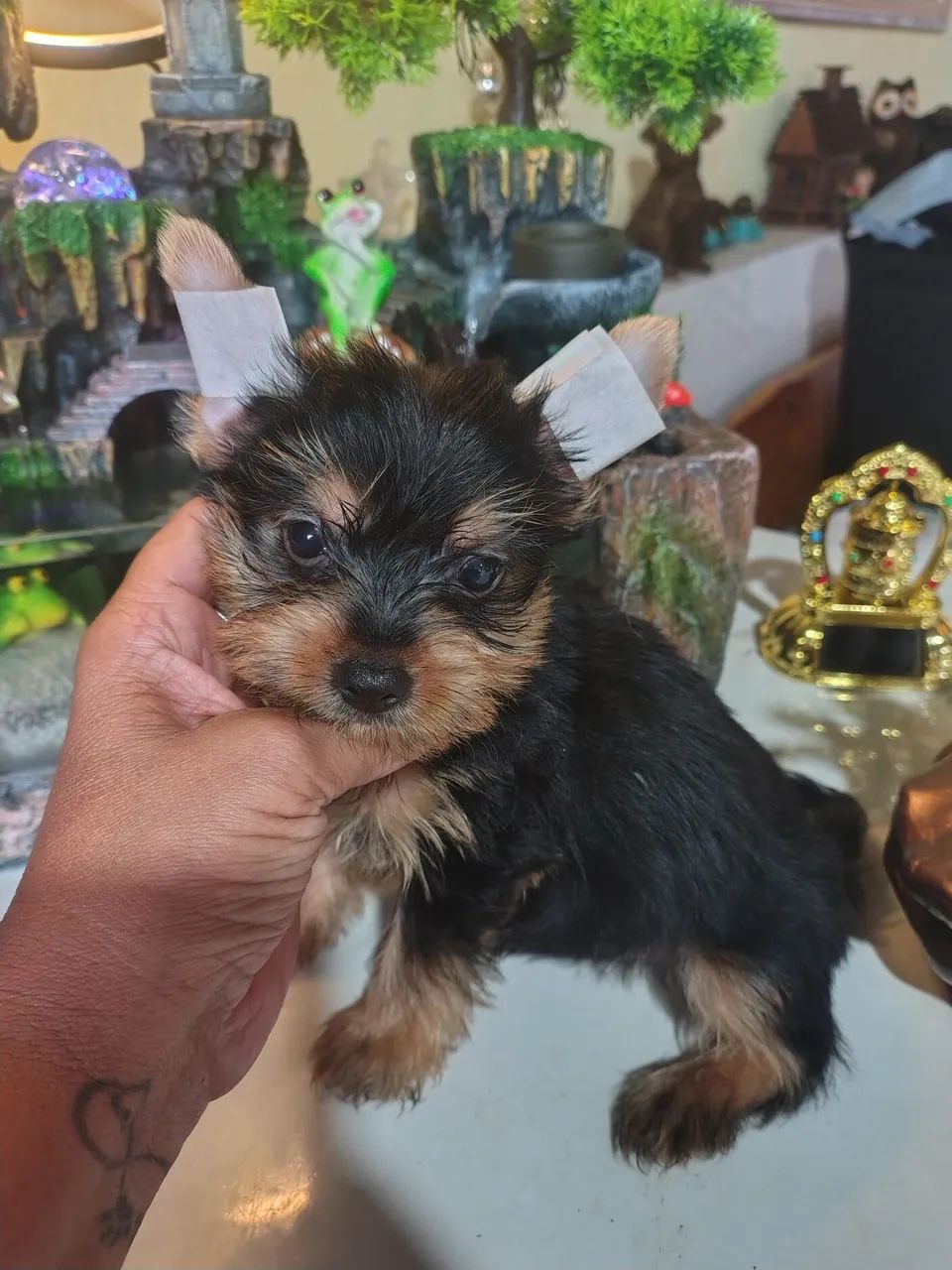 Machinho de York com 3 mês  - Foto 2