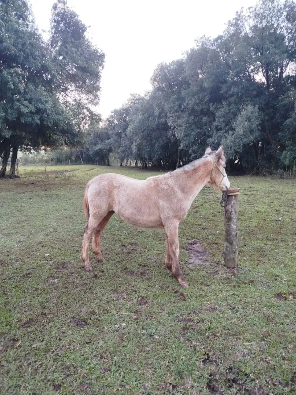 Potra Crioula - Foto 4