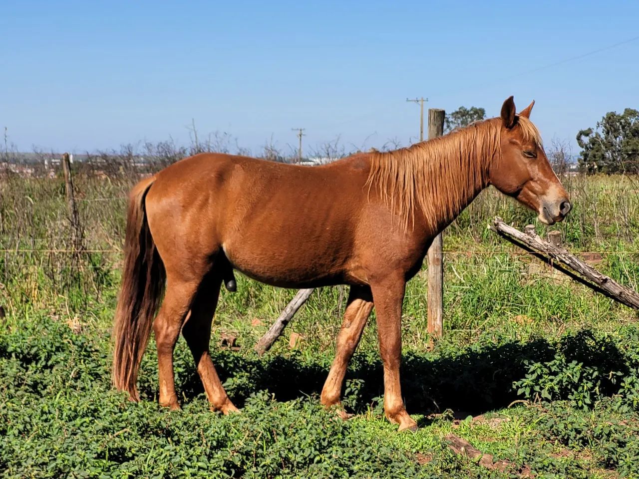 Cavalo 4 anos - Foto 2