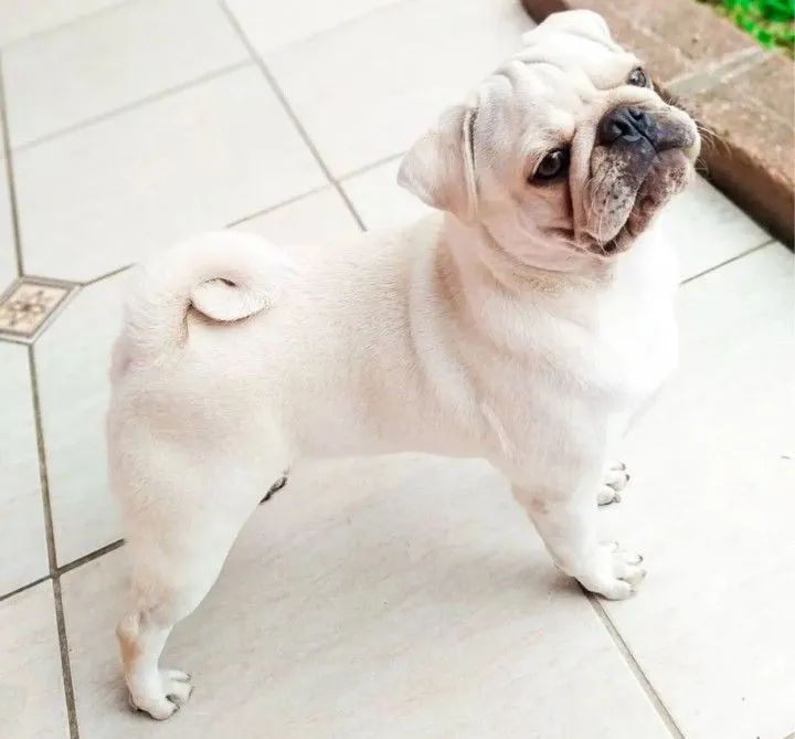 Pug macho cor branca 