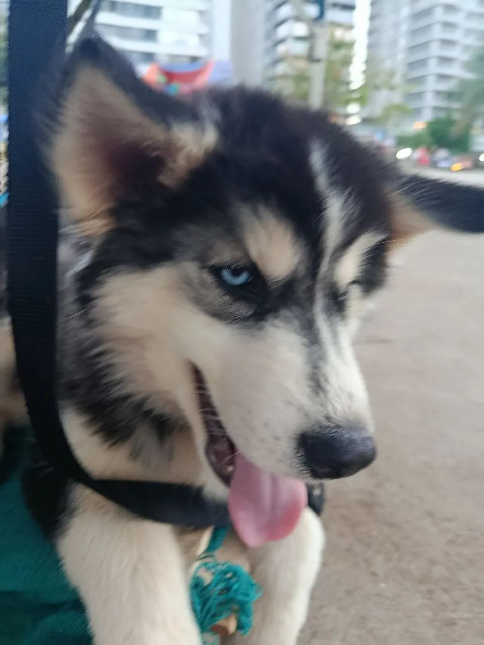 HUSKY SIBERIANO - Foto 3