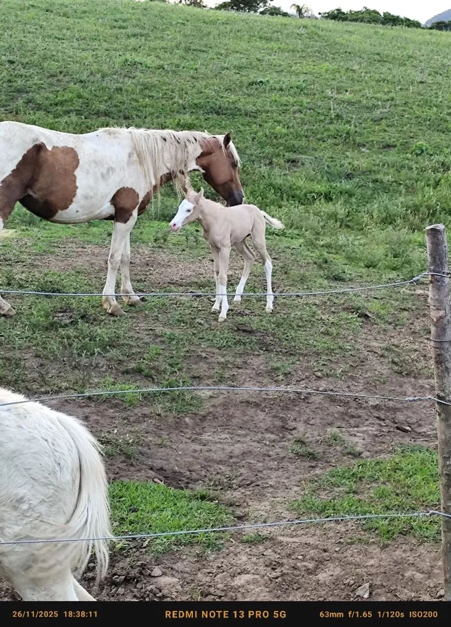 Potros Paint Horse  - Foto 4