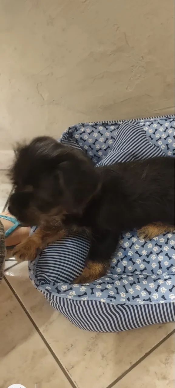 Doação de cachorro 