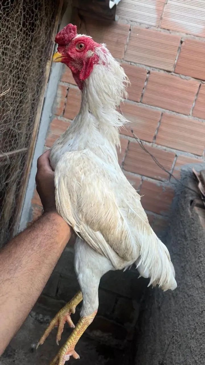 FRANGO ÍNDIO... - Foto 3