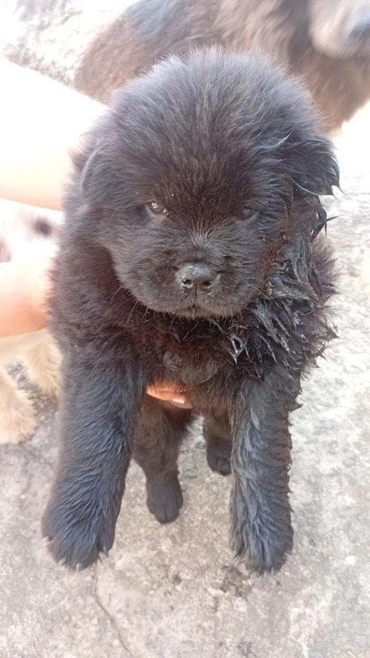 Chow Chow  - Foto 2