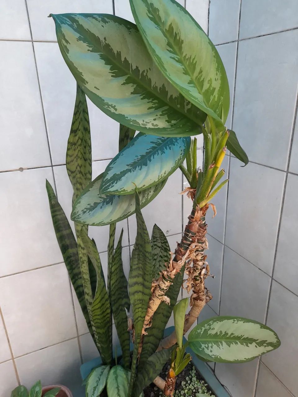 Vaso de plantas 