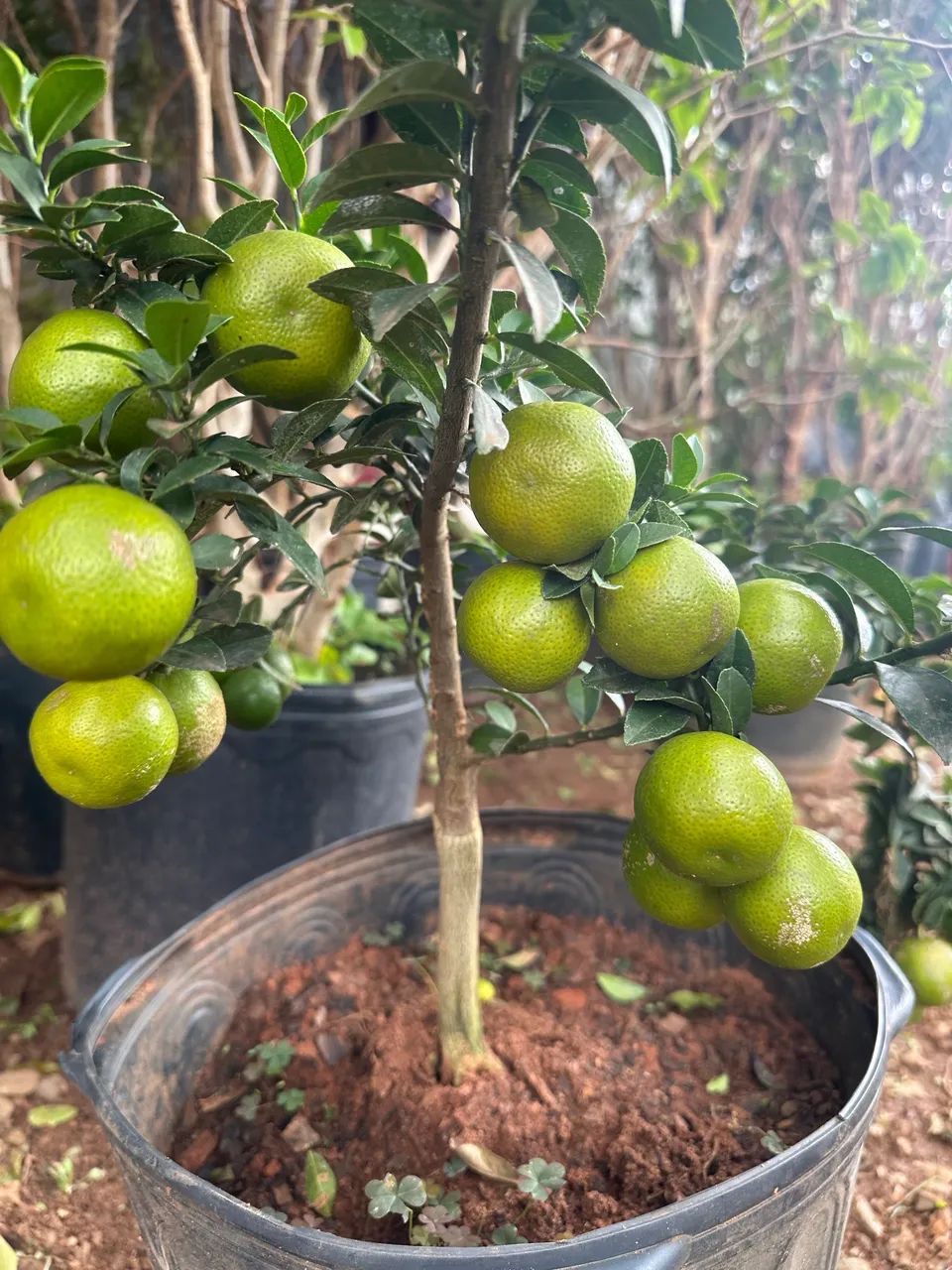 Frutíferas produzindo  - Foto 3
