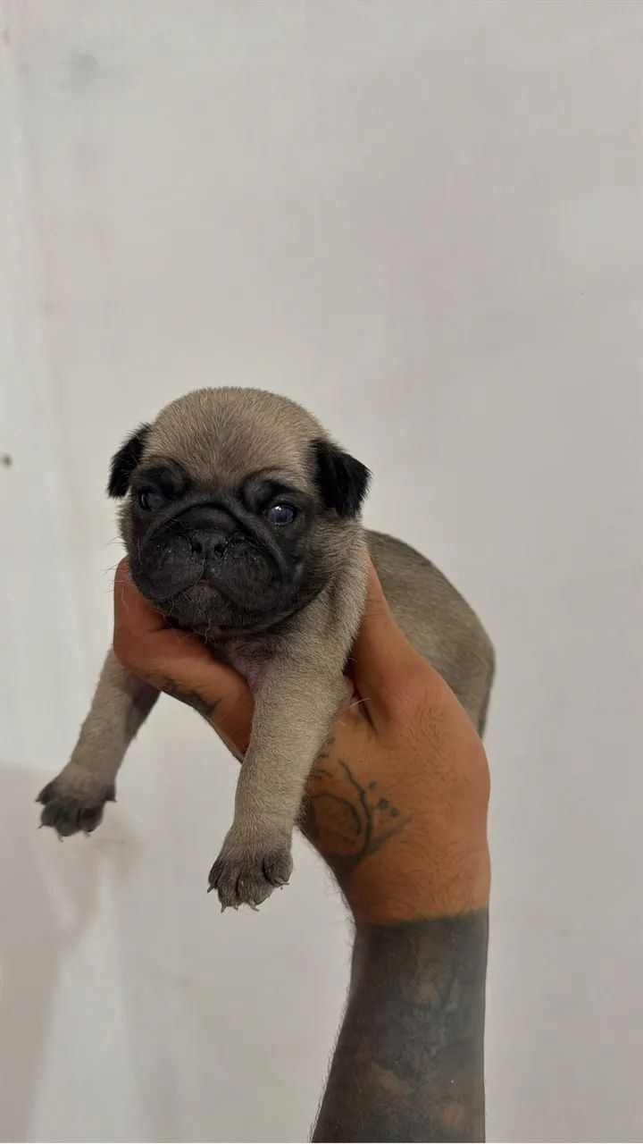 Pug - Foto 3