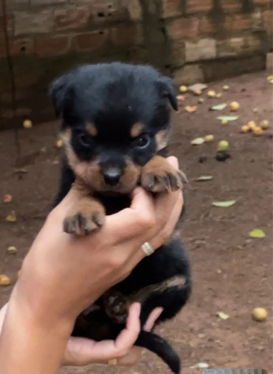 Rottweiler  - Foto 3