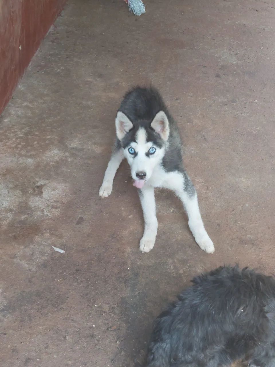Husky  - Foto 2