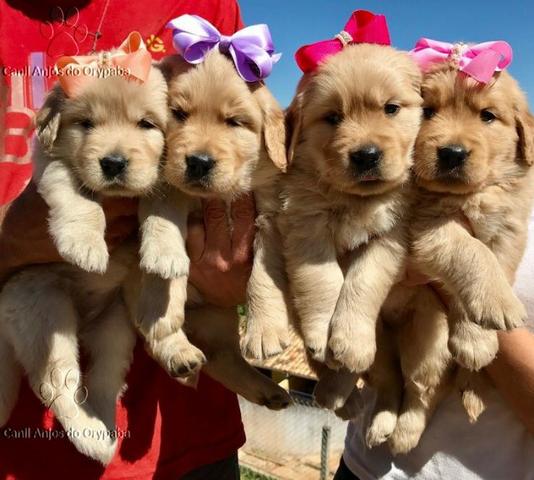 Canil De Golden Retriever Em Campinas Cachorros Mogi Mirin E Pirrassununga Sao Paulo Olx