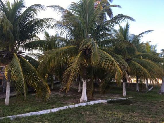 Lotes condomínio fechado, a 50 metros do mar, praia Sonho Verde - Foto 6