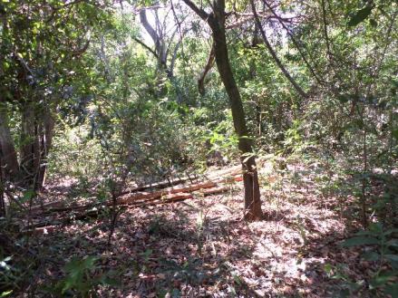 Fazenda na estrada parque de corumba ms - Foto 11