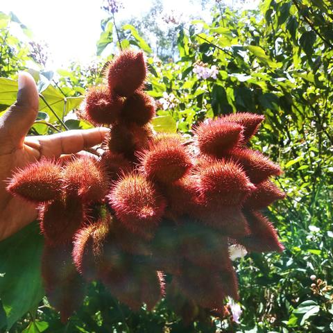 Urucum