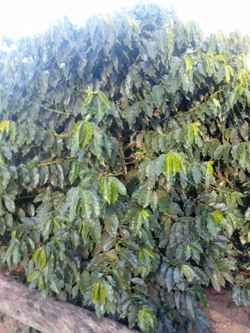 Pò de café direto do produtor Puro sabor de Minas gerais - Foto 4