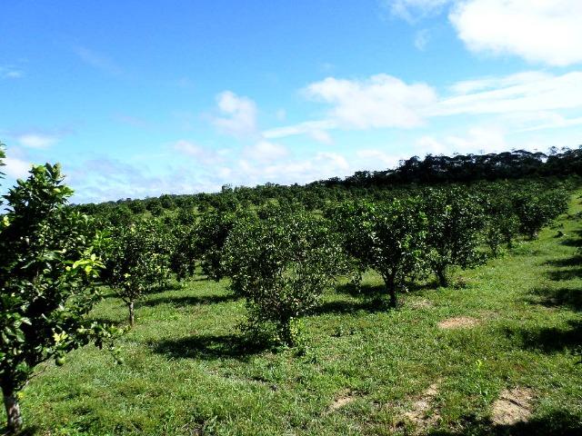 Fazenda de laranja 1.500 x2.500 na AM 010 KM 110 - Foto 10