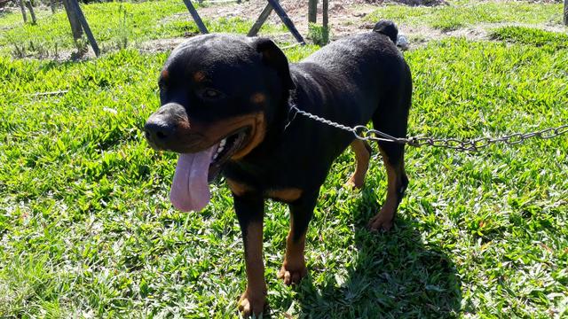 Rottweiller pra Cruza - Foto 2