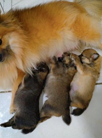 Filhotes de spitz alemão - Foto 2
