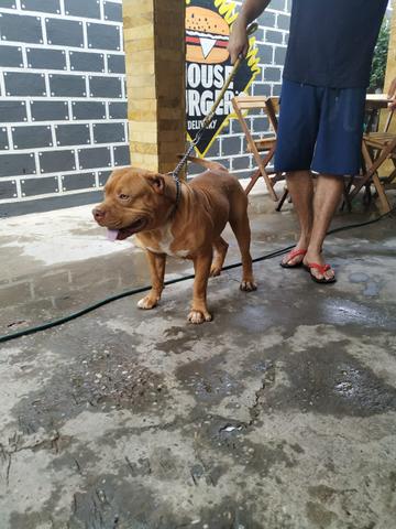 Pitmonster - Foto 3