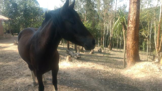 Troco ou vendo Chácara 13.000m2 - Foto 9