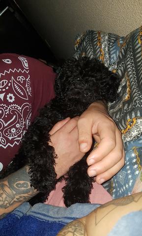Poodle preto